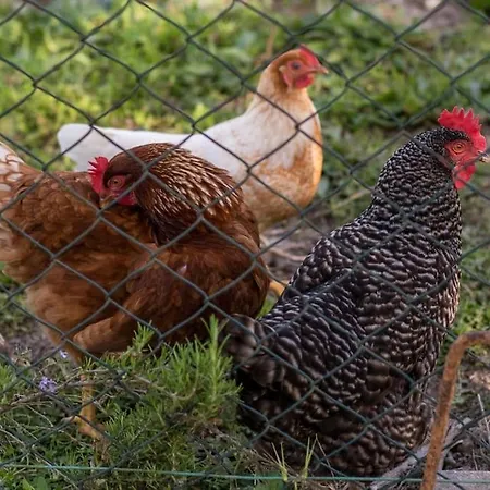 Barrocal Nature Holiday home *