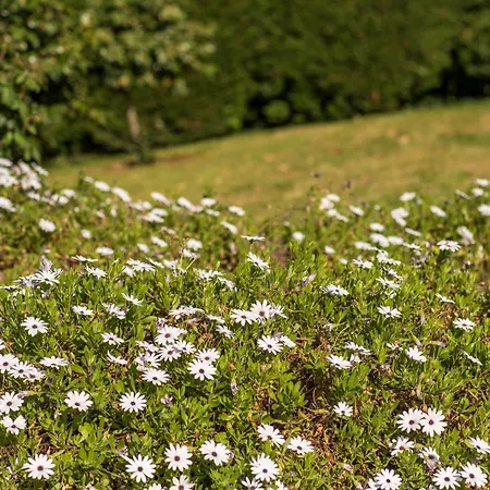 Дом отдыха Barrocal Nature *