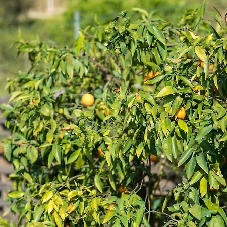 Holiday home Barrocal Nature *