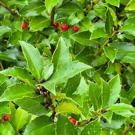 Barrocal Nature Дом отдыха *