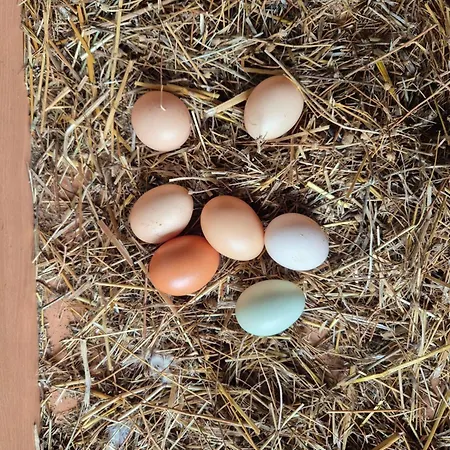 Barrocal Nature Holiday home Nelas