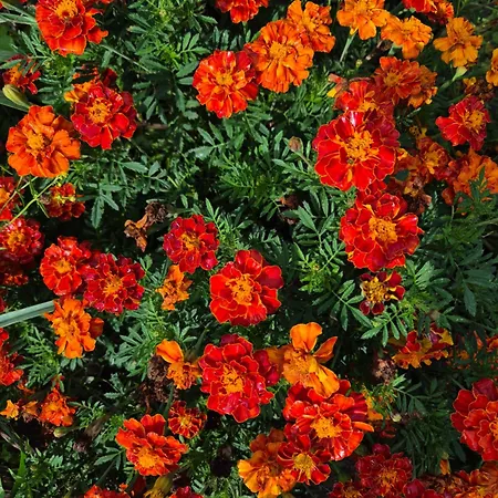 Barrocal Nature Дом отдыха *