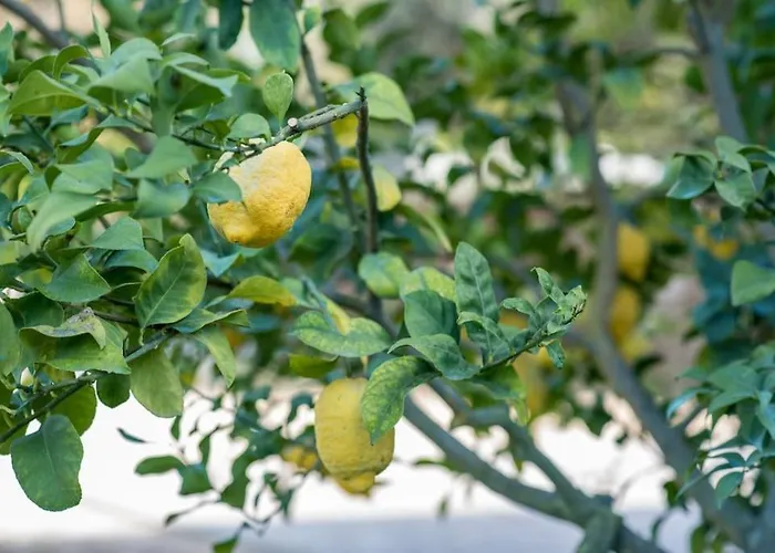Prázdninový dům Barrocal Nature Nelas