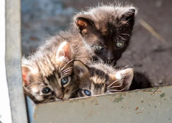 Barrocal Nature Prázdninový dům *
