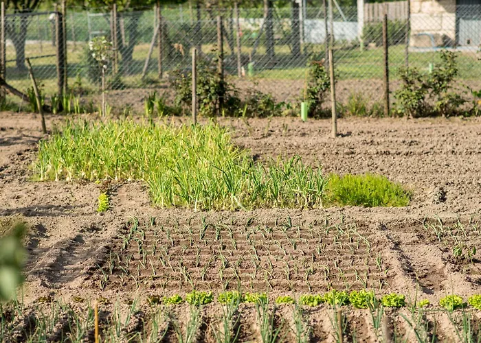 Barrocal Nature Prázdninový dům Nelas
