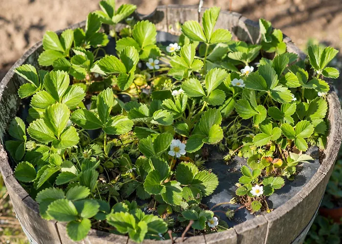 Prázdninový dům Barrocal Nature