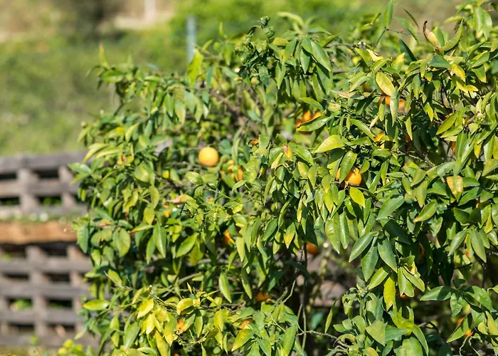 Prázdninový dům Barrocal Nature *