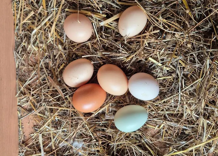 Barrocal Nature Prázdninový dům Nelas