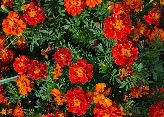 Barrocal Nature Prázdninový dům *